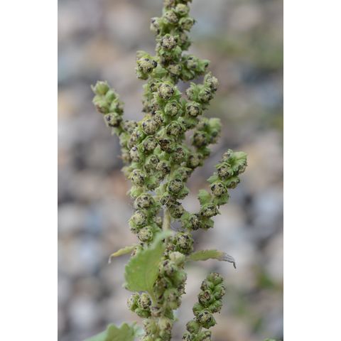 Cyclachaena xanthifolia