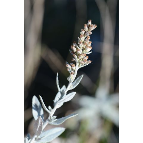 Artemisia ludoviciana