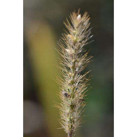 Setaria pumila