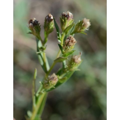 Symphyotrichum lanceolatum