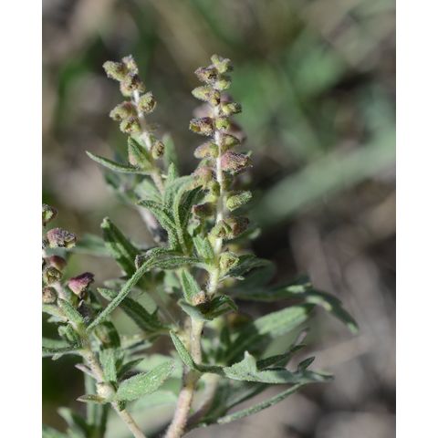 Ambrosia artemisiifolia