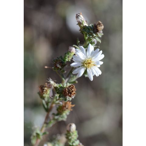 Symphyotrichum ericoides