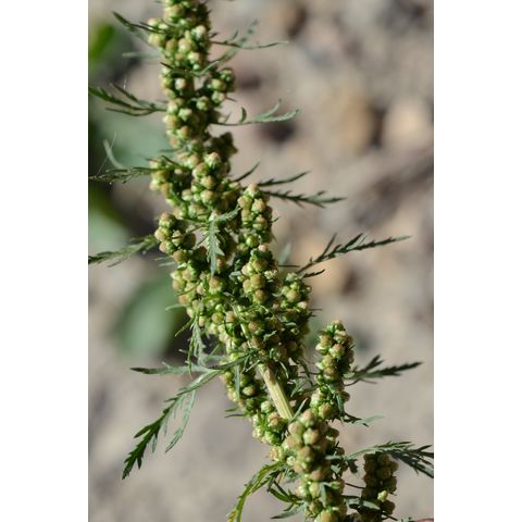 Artemisia biennis