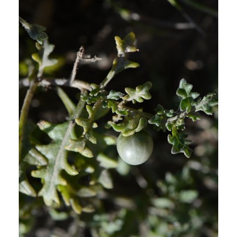 Solanum triflorum