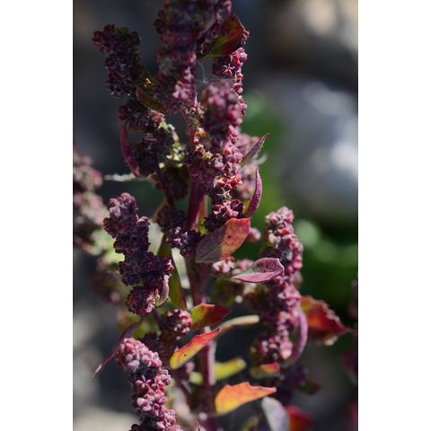 Chenopodium desiccatum