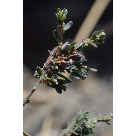 Polygonum aviculare