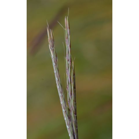 Andropogon gerardii