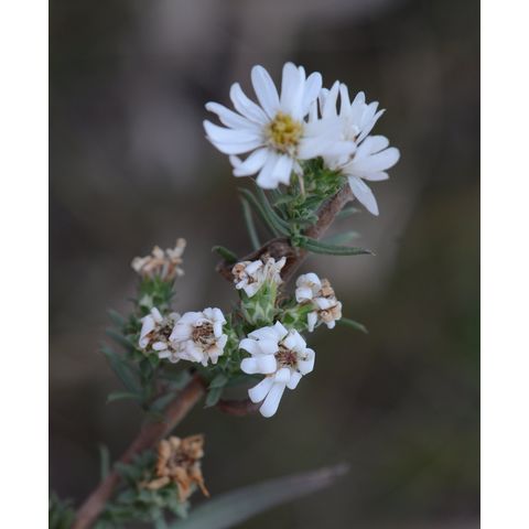 Symphyotrichum falcatum