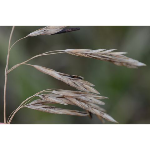 Bromus inermis