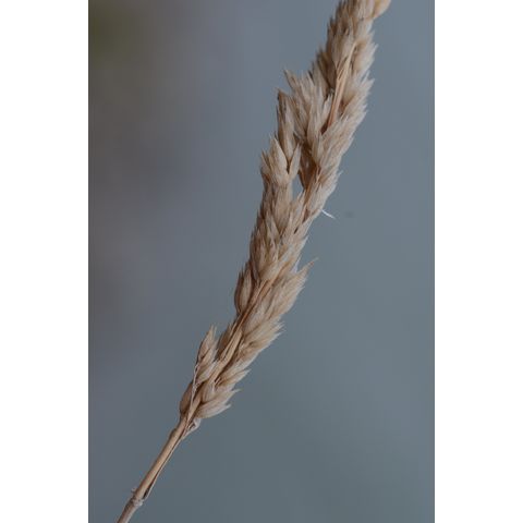 Phalaris arundinacea