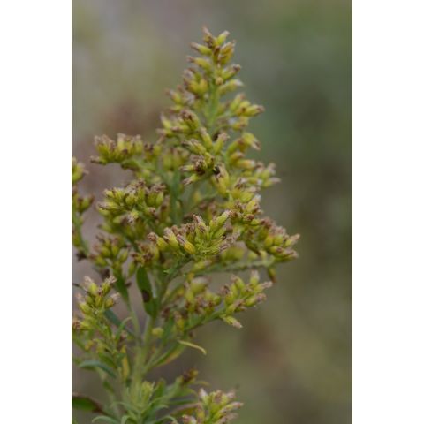 Solidago canadensis
