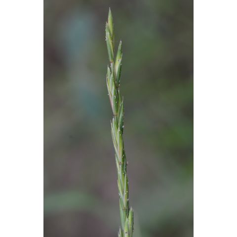 Elymus repens