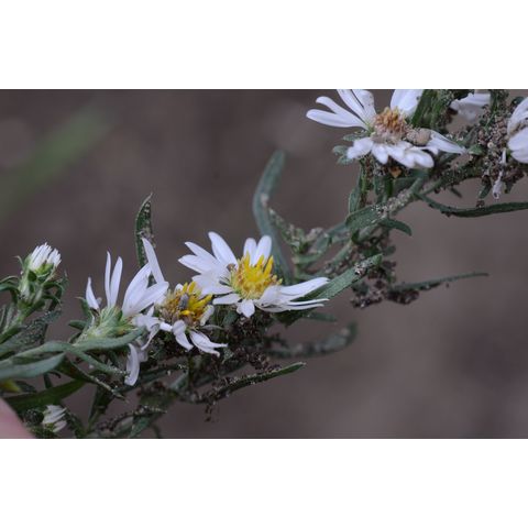 Symphyotrichum falcatum