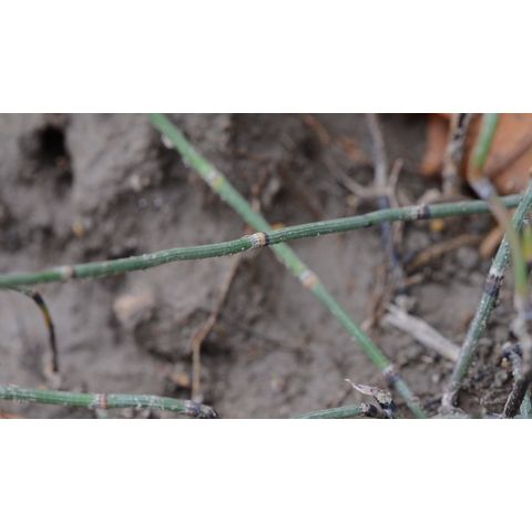 Equisetum laevigatum
