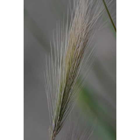 Hordeum jubatum