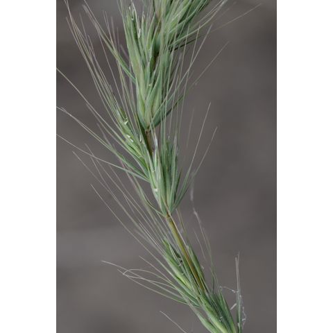 Elymus virginicus