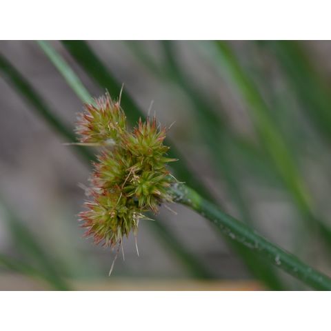 Juncus torreyi Juncus torreyi
