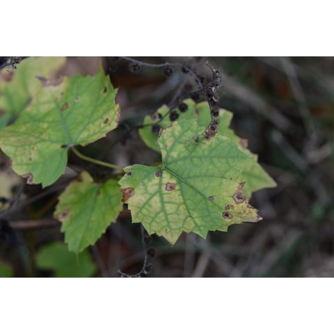 Vitis vulpina