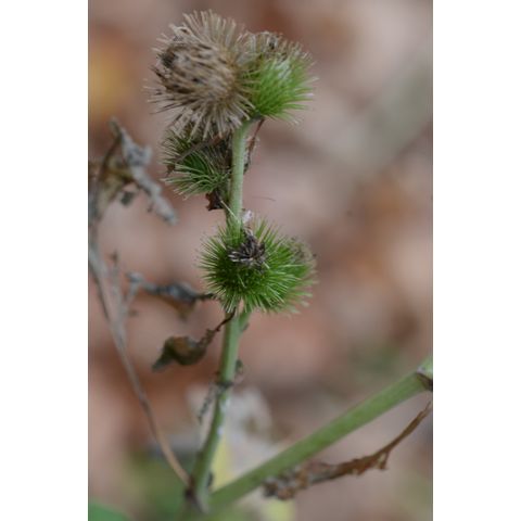 Arctium minus