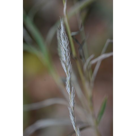 Muhlenbergia racemosa