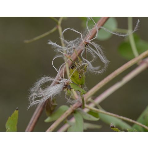 Clematis ligusticifolia