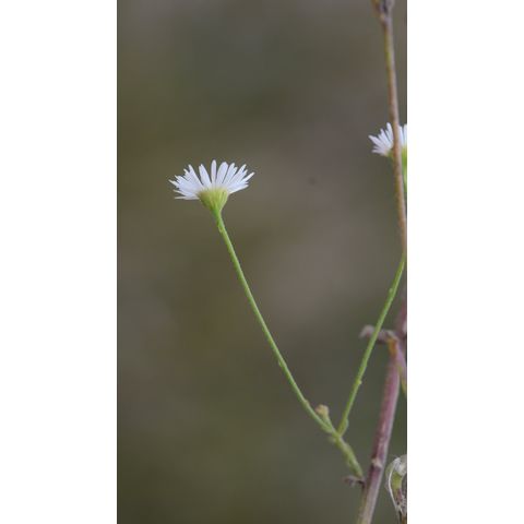 Erigeron strigosus