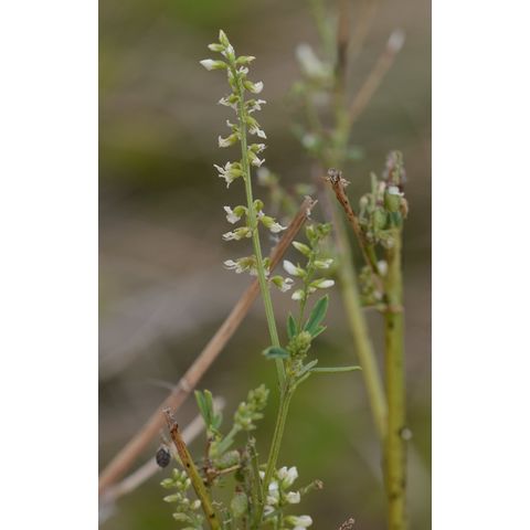 Melilotus officinalis
