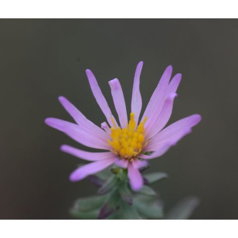 Canadanthus modestus