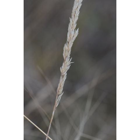 Muhlenbergia cuspidata