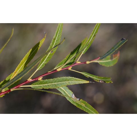 Salix petiolaris Salix petiolaris