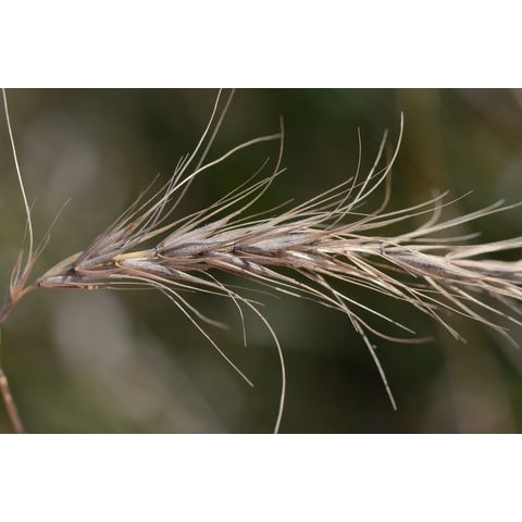 Elymus canadensis
