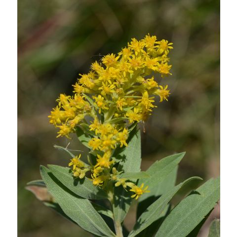Solidago canadensis Solidago canadensis