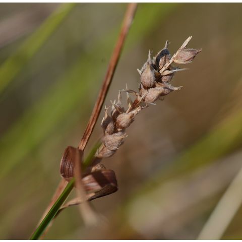 Carex pellita