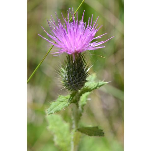 Cirsium altissimum