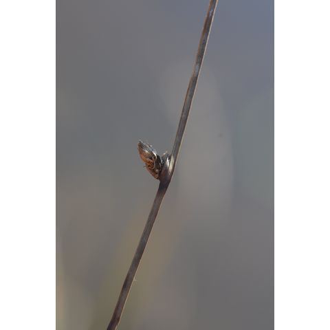 Schoenoplectus americanus