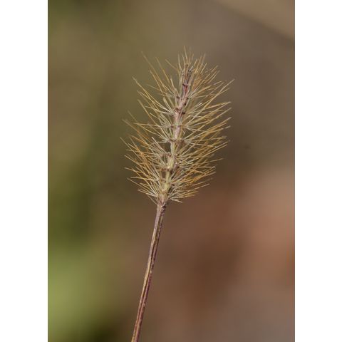 Setaria pumila