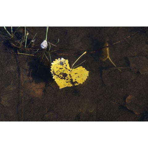 Ranunculus cymbalaria