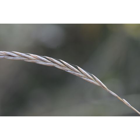 Elymus repens