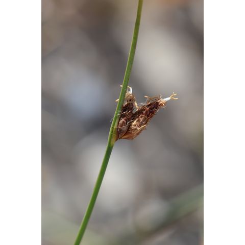 Carex filifolia Schoenoplectus sp.