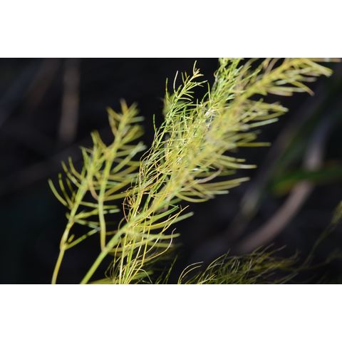 Asparagus officinalis