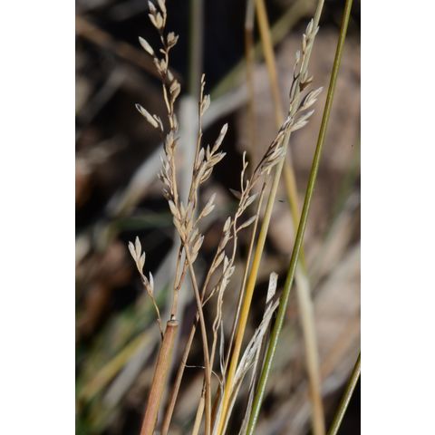Poa compressa