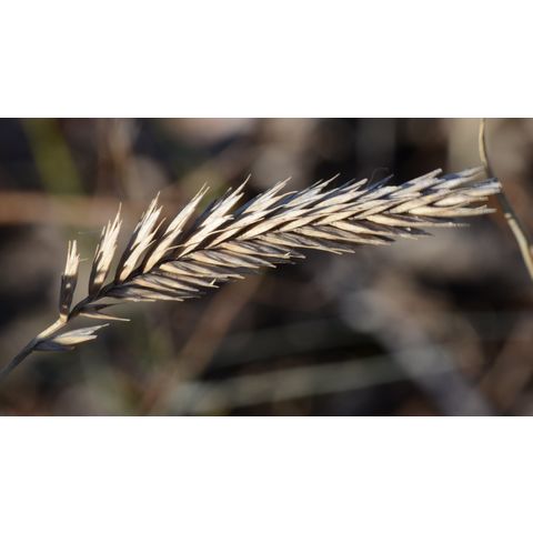 Agropyron cristatum