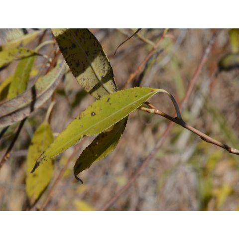Salix petiolaris