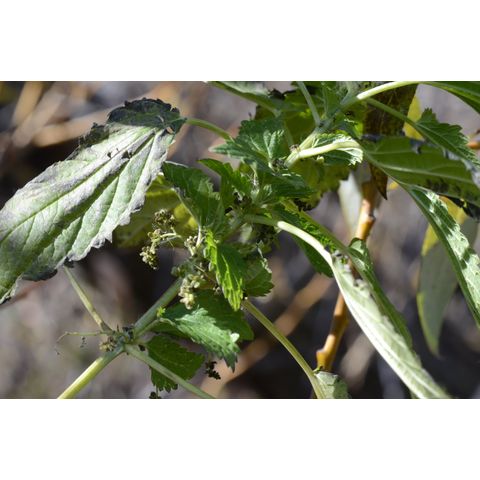 Urtica dioica