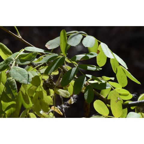 Caragana arborescens