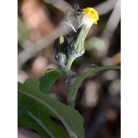 Sonchus arvensis