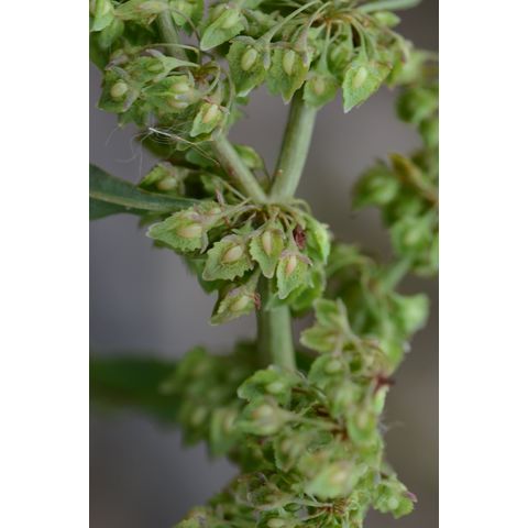 Rumex altissimus