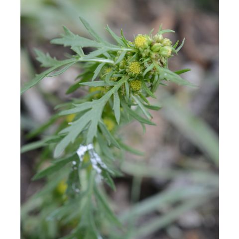 Artemisia biennis