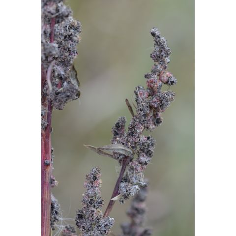 Chenopodium berlandieri