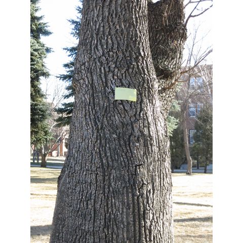 After Fred Cooper, planted in 1918